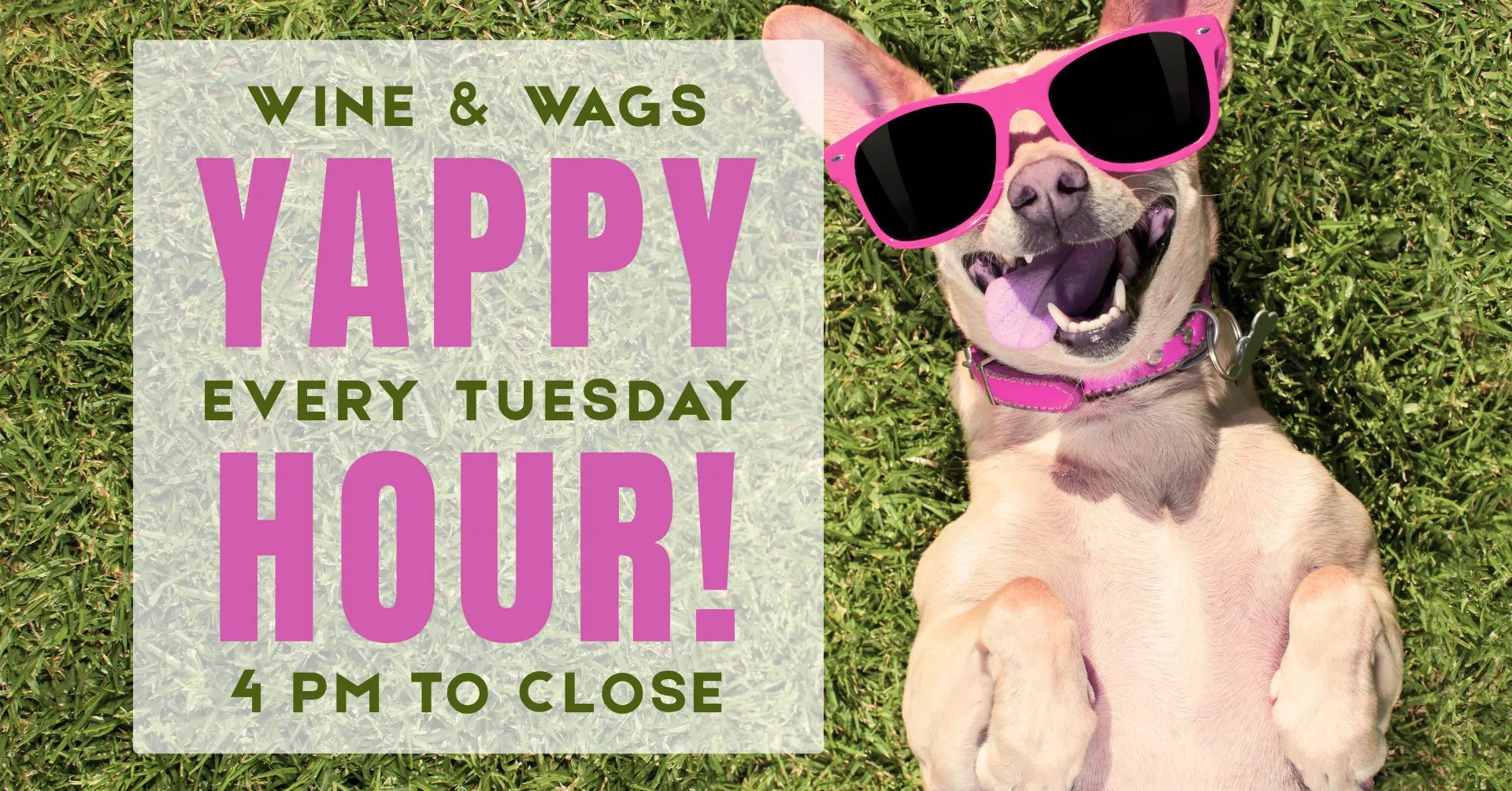 Wine & Wags Yappy Hour at Windmill Creek Winery with dog wearing sunglasses